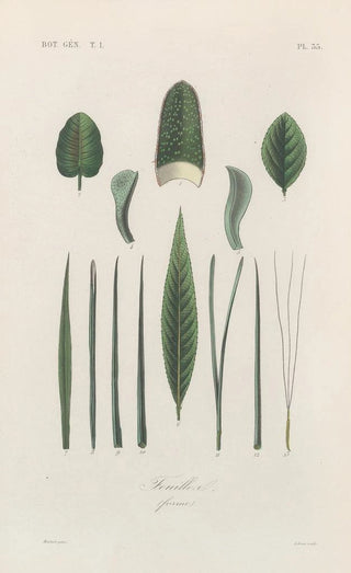 Franois Hrincq - Traite de botanique generale Pl036.webp