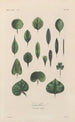 Treatise on General Botany Pl037 - François Hérincq — artwork view