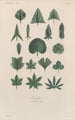 Treatise on General Botany Pl038 - François Hérincq — artwork view