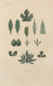 Treatise on General Botany Pl039 - François Hérincq — artwork view