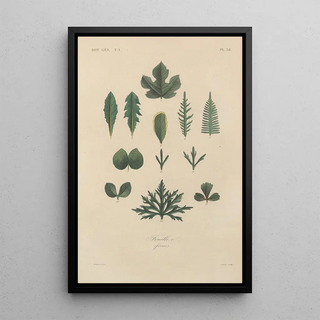 Franois Hrincq - Traite de botanique generale Pl039.webp