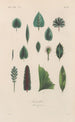 Treatise on General Botany Pl040 - François Hérincq — artwork view