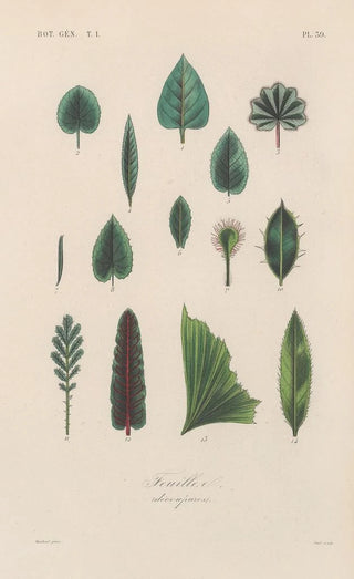 Treatise on General Botany Pl040 - François Hérincq — artwork view