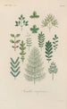 Treatise on General Botany Pl041 - François Hérincq — artwork view