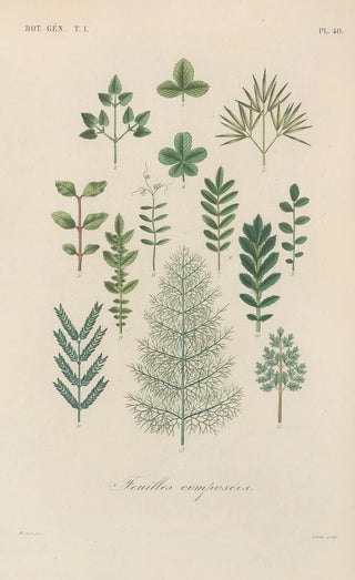 Treatise on General Botany Pl041 - François Hérincq — artwork view