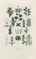 Traité de botanique générale Pl043 - François Hérincq — artwork view