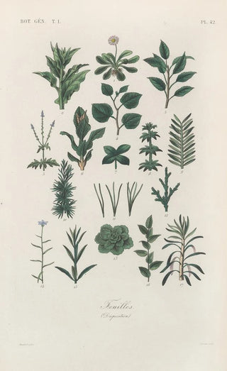 Traité de botanique générale Pl043 - François Hérincq — artwork view