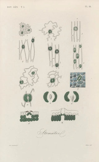 Franois Hrincq - Traite de botanique generale Pl045.webp