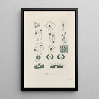 Franois Hrincq - Traite de botanique generale Pl045.webp