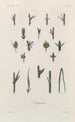 Treatise on General Botany Pl046 - François Hérincq — artwork view