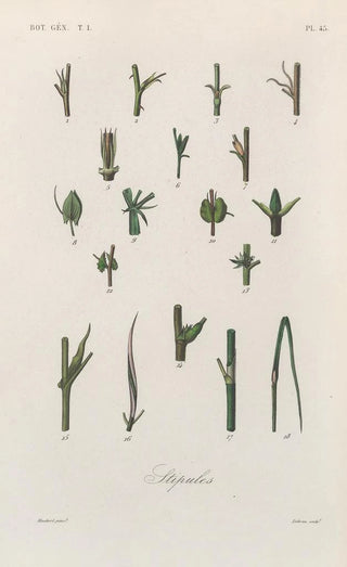 Treatise on General Botany Pl046 - François Hérincq — artwork view