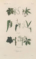 Treatise on General Botany Pl047 - François Hérincq — artwork view