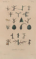 Treatise on General Botany Pl048 - François Hérincq — artwork view