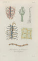 Treatise on General Botany Pl051 - François Hérincq — artwork view