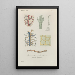 Franois Hrincq - Traite de botanique generale Pl051.webp