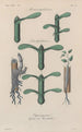Treatise on General Botany Pl053 - François Hérincq — artwork view