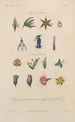 Treatise on General Botany Pl054 - François Hérincq — artwork view