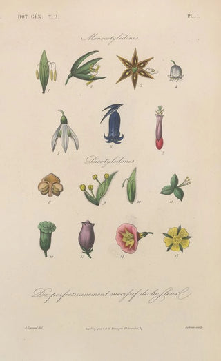 Treatise on General Botany Pl054 - François Hérincq — artwork view