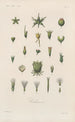 Traité de botanique générale Pl055 - François Hérincq — artwork view