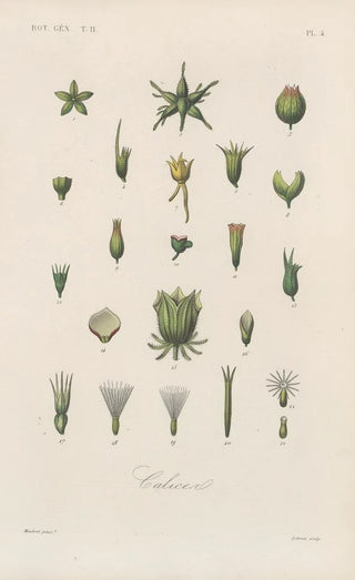 Traité de botanique générale Pl055 - François Hérincq — artwork view