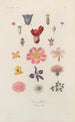 Treatise on General Botany Pl056 - François Hérincq — artwork view