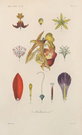 Treatise on General Botany Pl059 - François Hérincq — artwork view
