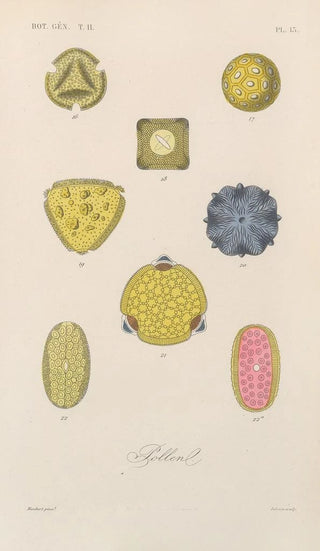 Treatise on General Botany Pl064 - François Hérincq — artwork view
