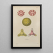 Treatise on General Botany Pl066 - François Hérincq — framed artwork on a wall