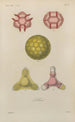 Treatise on General Botany Pl066 - François Hérincq — artwork view