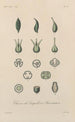 Traité de botanique générale Pl067 - François Hérincq — artwork view