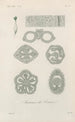 Treatise on General Botany Pl068 - François Hérincq — artwork view