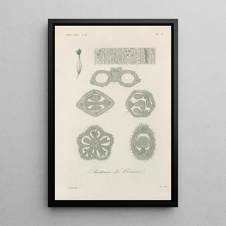 Franois Hrincq - Traite de botanique generale Pl068.webp