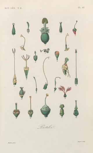 Treatise on General Botany Pl069 - François Hérincq — artwork view
