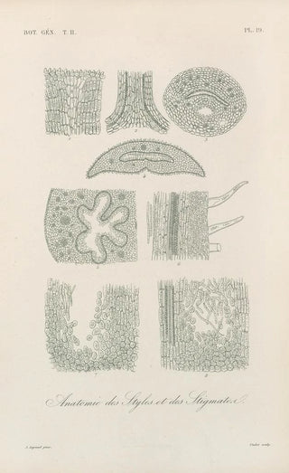 Traité de botanique générale Pl070 - François Hérincq — artwork view
