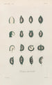 Traité de botanique générale Pl072 - François Hérincq — artwork view