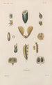 Traité de botanique générale Pl073 - François Hérincq — artwork view