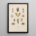 Traité de botanique générale Pl073 - François Hérincq — framed artwork on a wall