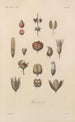 Treatise on General Botany Pl074 - François Hérincq — artwork view