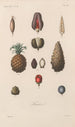 Treatise on General Botany Pl075 - François Hérincq — artwork view