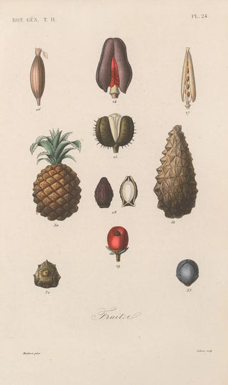 Treatise on General Botany Pl075 - François Hérincq — artwork view