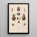 Treatise on General Botany Pl075 - François Hérincq — framed artwork on a wall