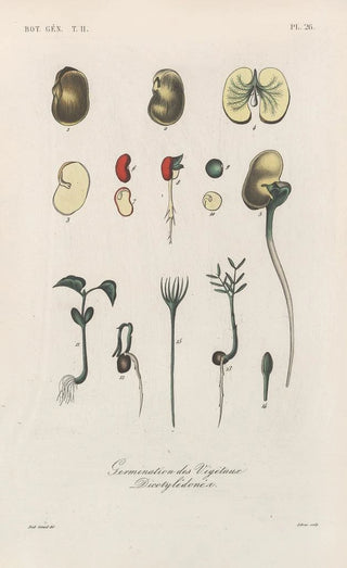 Traité de botanique générale Pl077 - François Hérincq — artwork view
