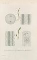 Treatise on General Botany Pl078 - François Hérincq — artwork view