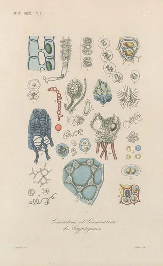 Treatise on General Botany Pl080 - François Hérincq — artwork view