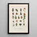 Traité de botanique générale Pl081 - François Hérincq — framed artwork on a wall