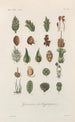 Traité de botanique générale Pl081 - François Hérincq — artwork view