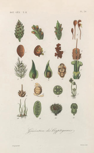 Traité de botanique générale Pl081 - François Hérincq — artwork view