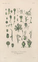 Treatise on General Botany Pl082 - François Hérincq — artwork view