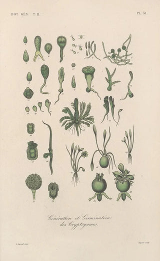 Treatise on General Botany Pl082 - François Hérincq — artwork view