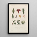 Traité de botanique générale Pl084 - François Hérincq — framed artwork on a wall